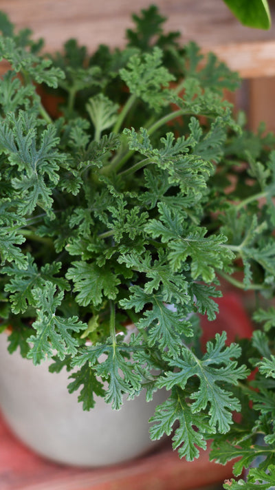 Scented Pelargonium (Mosquito-Repelling)