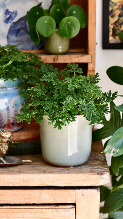 Scented Pelargonium (Mosquito-Repelling)