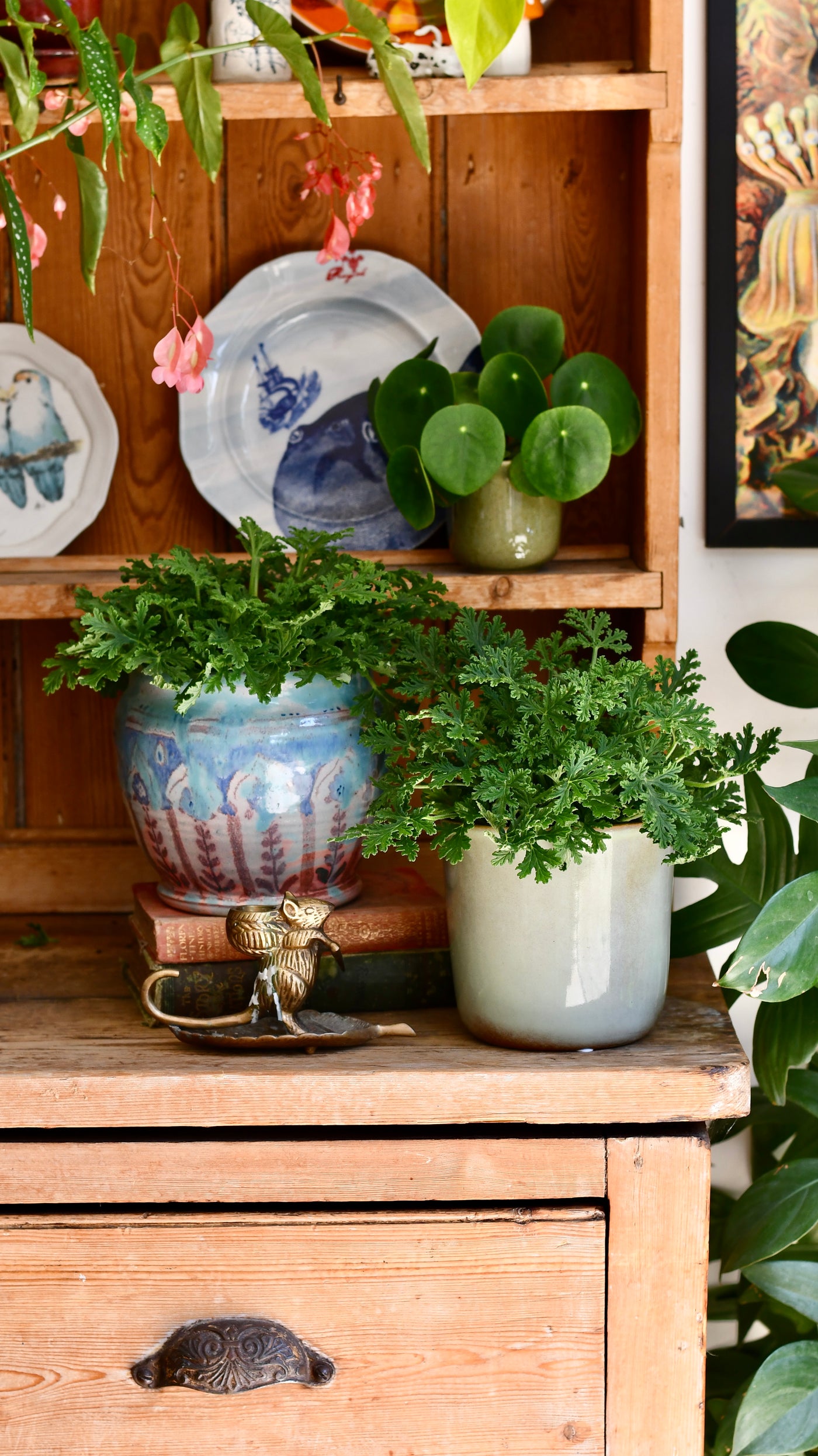 Scented Pelargonium (Mosquito-Repelling)