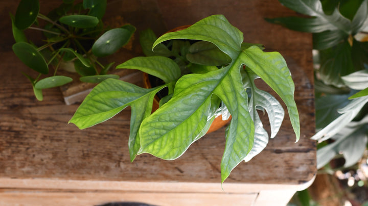 Monstera Amydrium Medium Silver – Happy Houseplants
