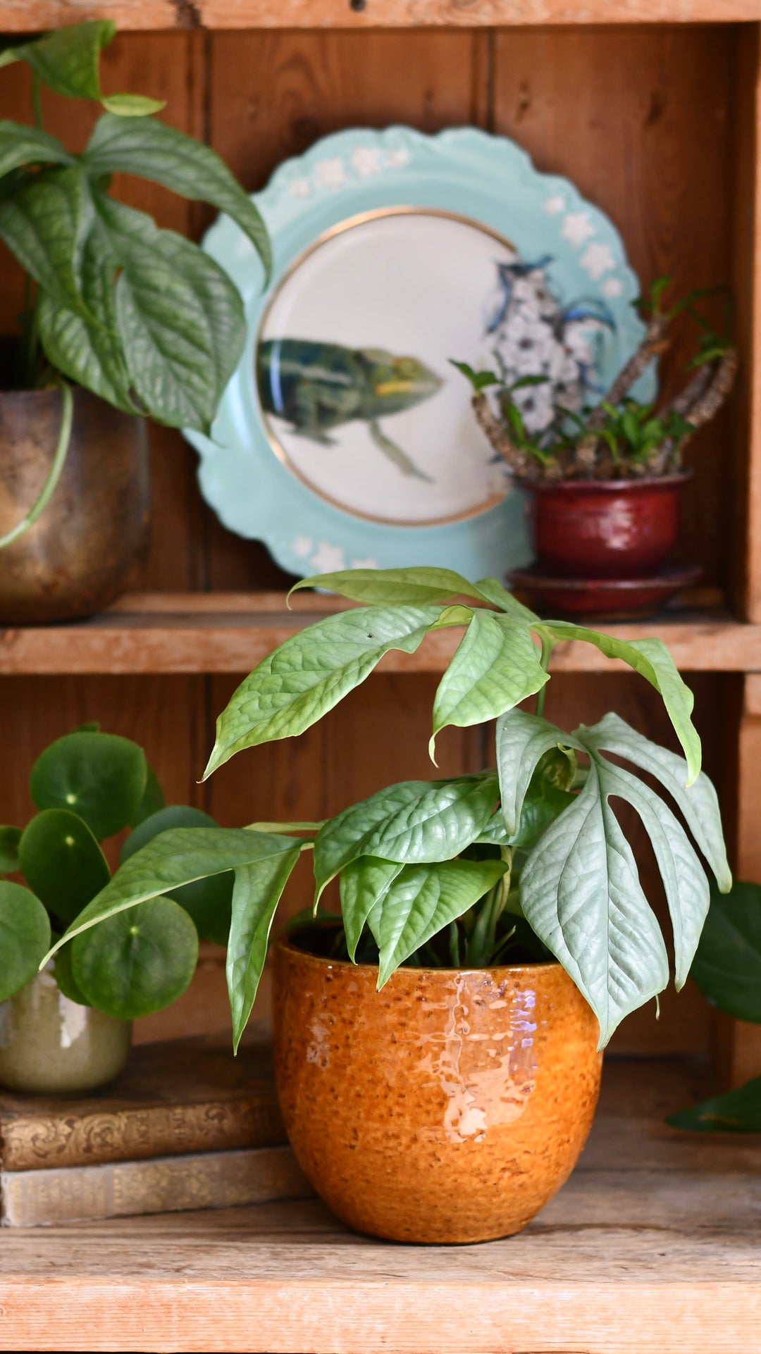 Monstera Amydrium Medium Silver – Happy Houseplants