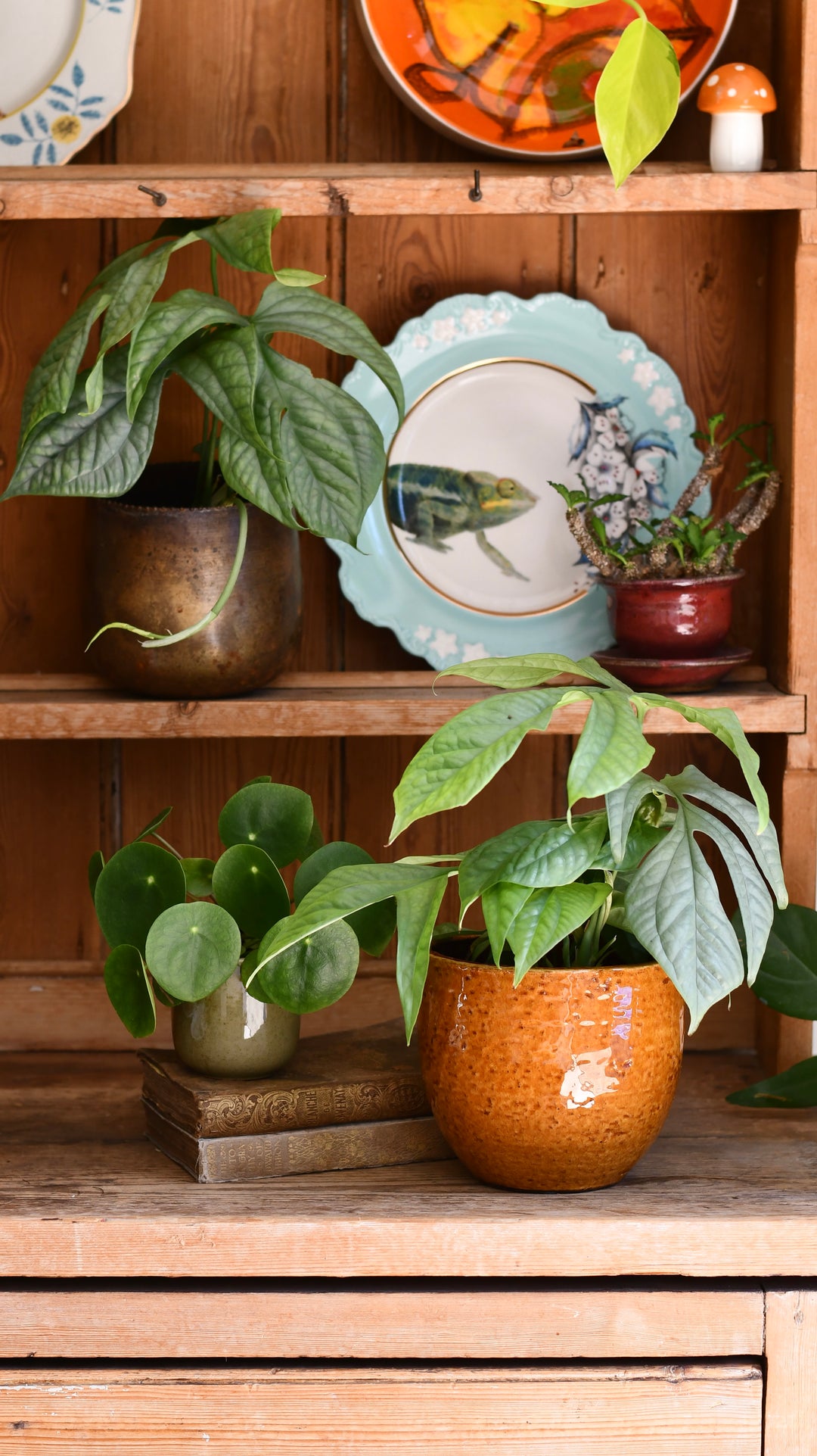 Monstera Amydrium Medium Silver – Happy Houseplants