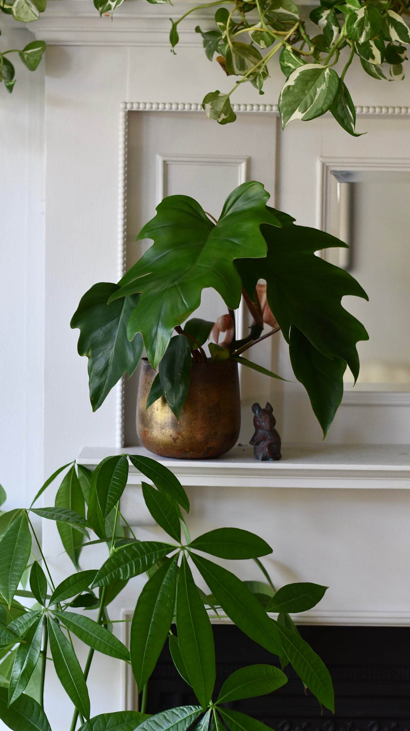 buy philodendron mayoi Philodendron mayoi – Happy Houseplants