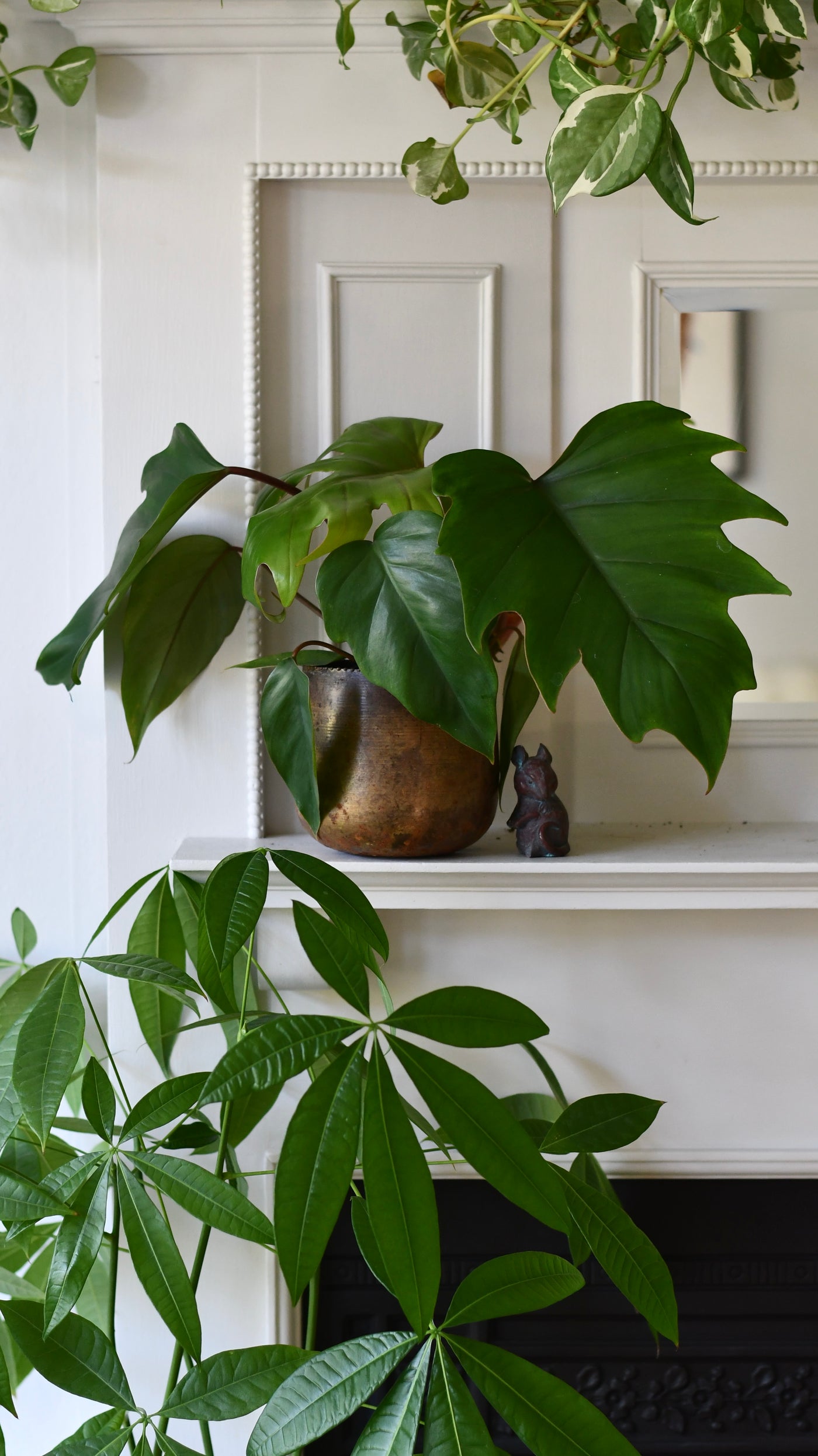 philodendron mayoi Philodendron mayoi – Happy Houseplants