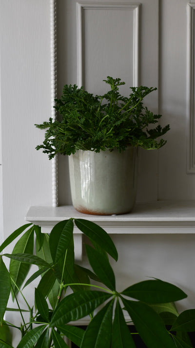 Luna thyme Retro Ceramic Pot