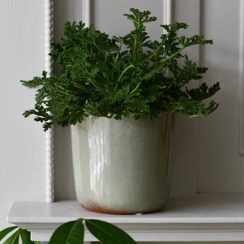 Luna thyme Retro Ceramic Pot