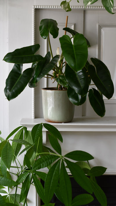 Luna thyme Retro Ceramic Pot