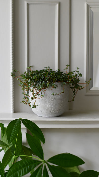 Rugged Charm Cement  Indoor Plant Pot 12 x 13cm