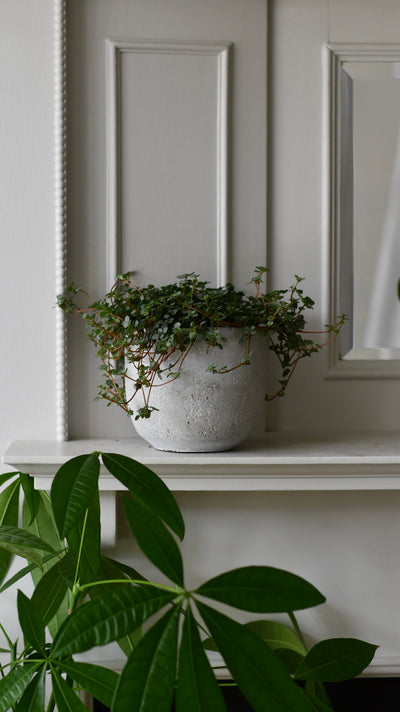 Rugged Charm Cement  Indoor Plant Pot 14 x 15cm