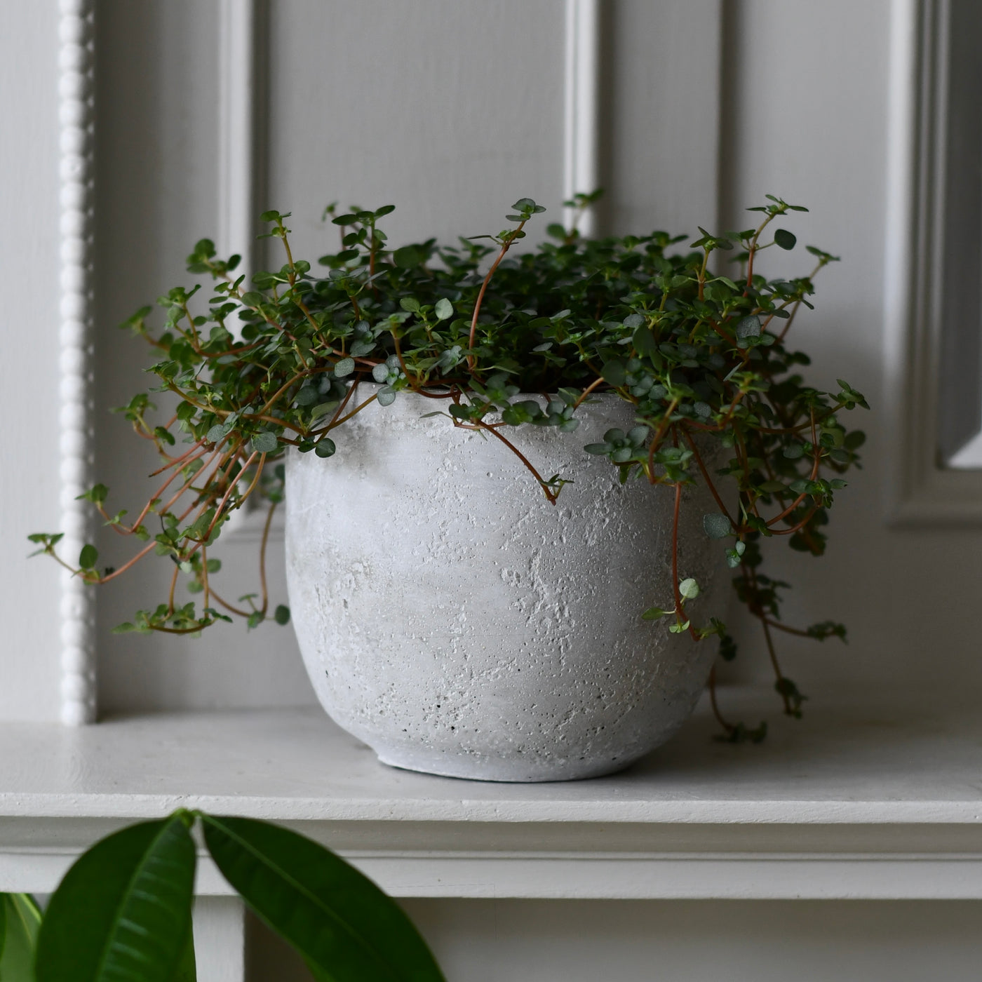 Rugged Charm Cement  Indoor Plant Pot 12 x 13cm