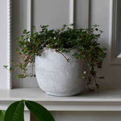 Rugged Charm Cement  Indoor Plant Pot 12 x 13cm