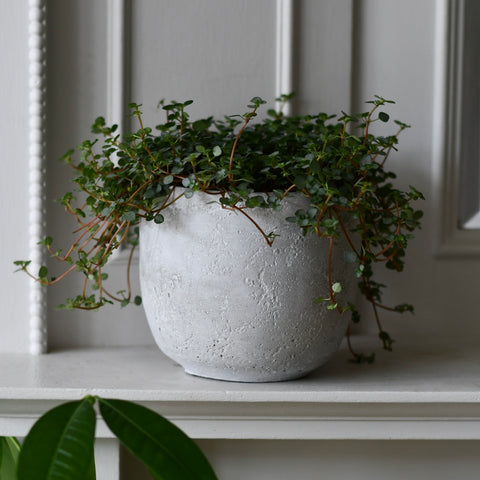 Rugged Charm Cement  Indoor Plant Pot 14 x 15cm