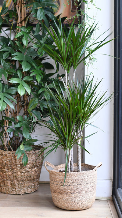 Dracaena marginata or the The Red Edged Dracaena Tree