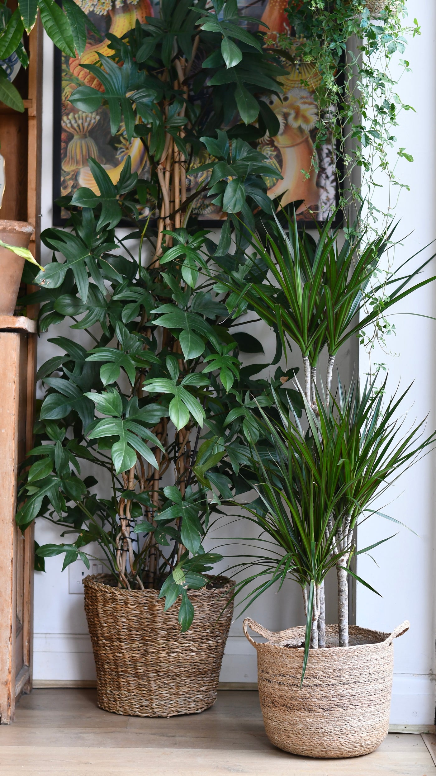 Dracaena marginata or the The Red Edged Dracaena Tree