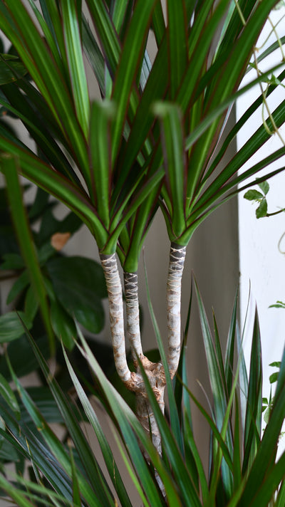 Dracaena marginata or the The Red Edged Dracaena Tree