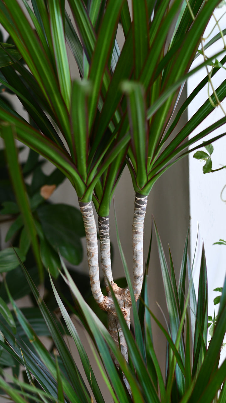 is red edged dracaena toxic to cats Dracaena marginata or the The Red Edged Dracaena Tree – Happy Houseplants