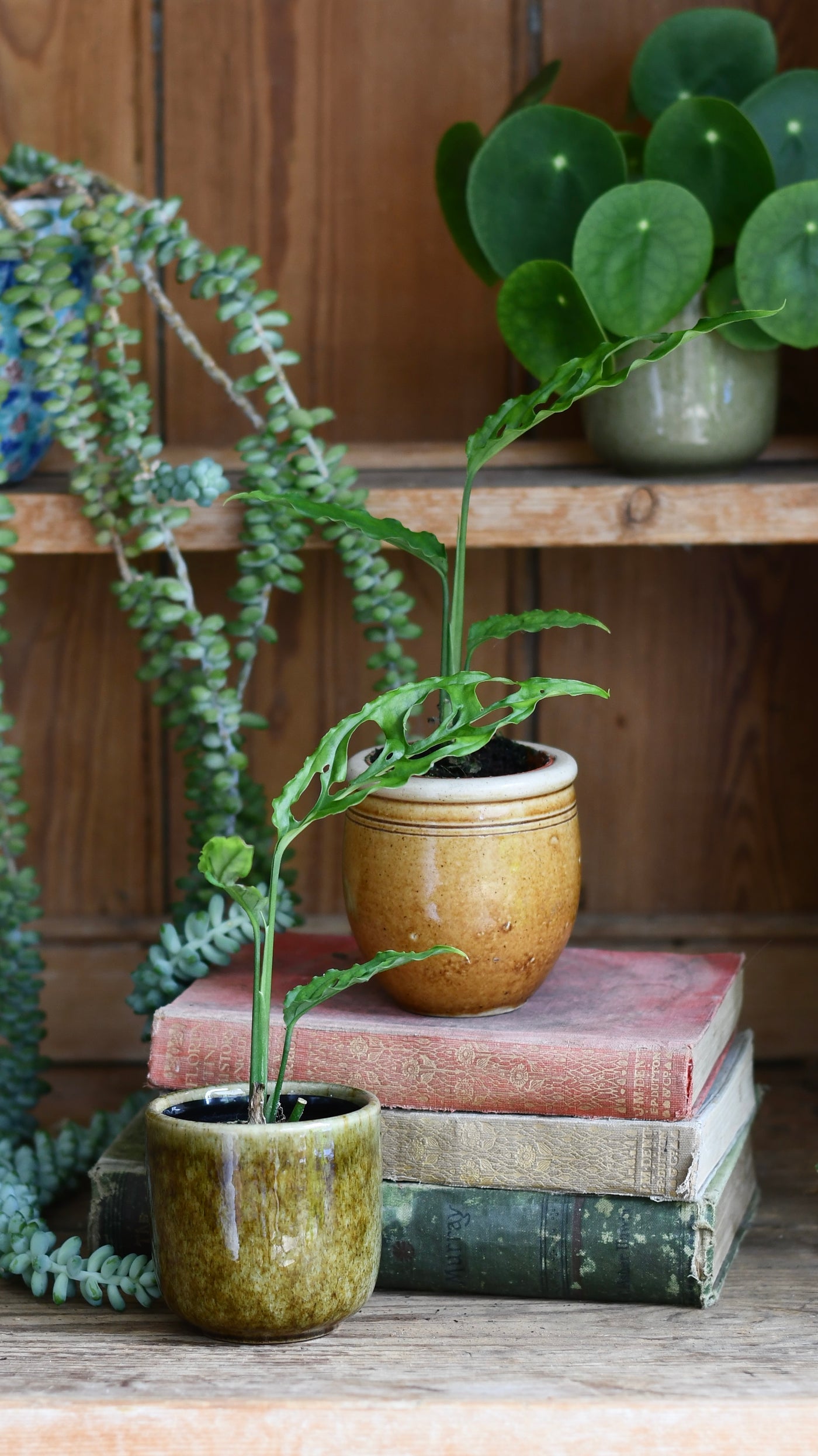 Baby Monstera obliqua 'Peru' (Swiss Cheese Vine, Monstera obliqua Peru Form)