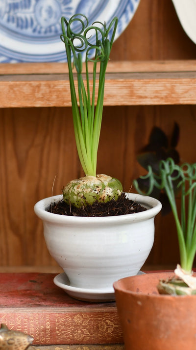 Albuca spiralis (Corkscrew Albuca or Frizzle Sizzle)