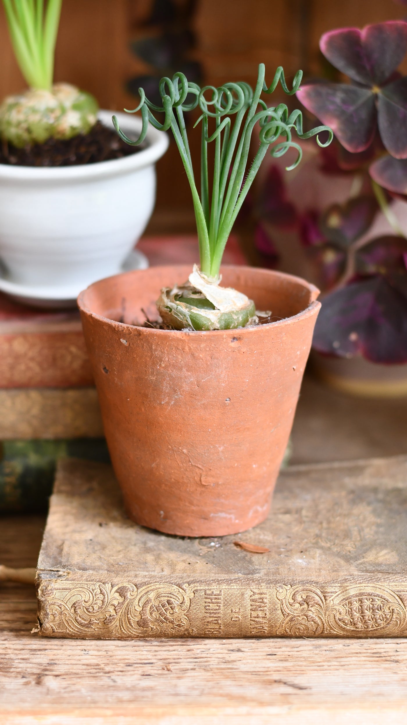 Albuca spiralis (Corkscrew Albuca or Frizzle Sizzle)
