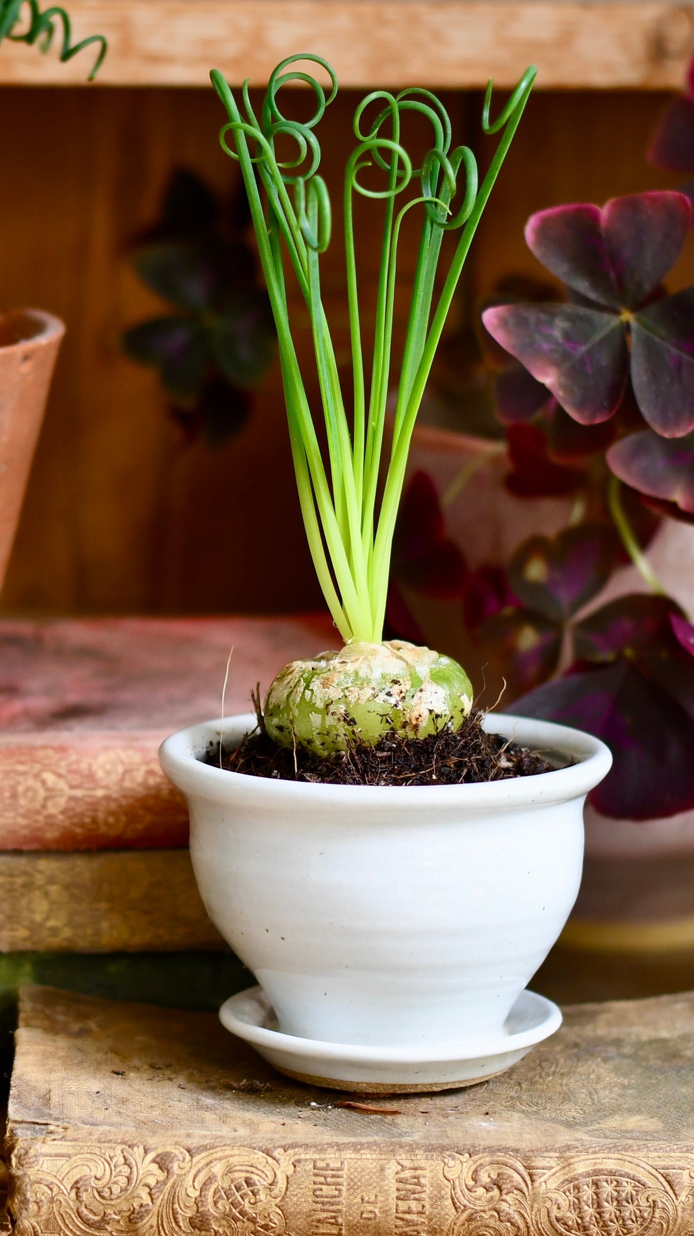 Albuca spiralis (Corkscrew Albuca or Frizzle Sizzle)