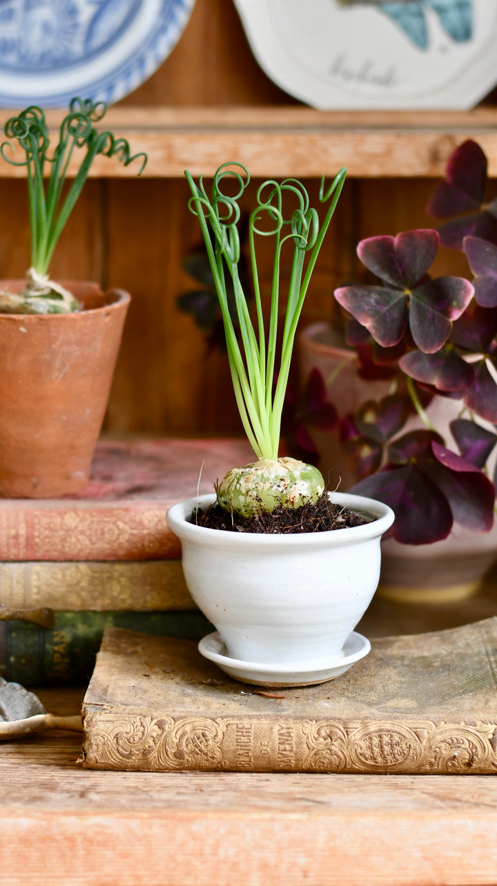 frizzle sizzle plant Albuca spiralis (Corkscrew Albuca or Frizzle Sizzle) – Happy Houseplants