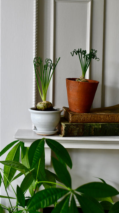 Albuca spiralis (Corkscrew Albuca or Frizzle Sizzle)