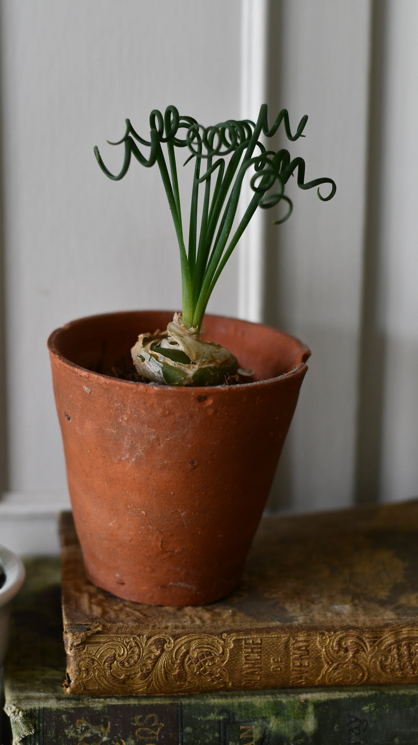 Albuca spiralis (Corkscrew Albuca or Frizzle Sizzle)