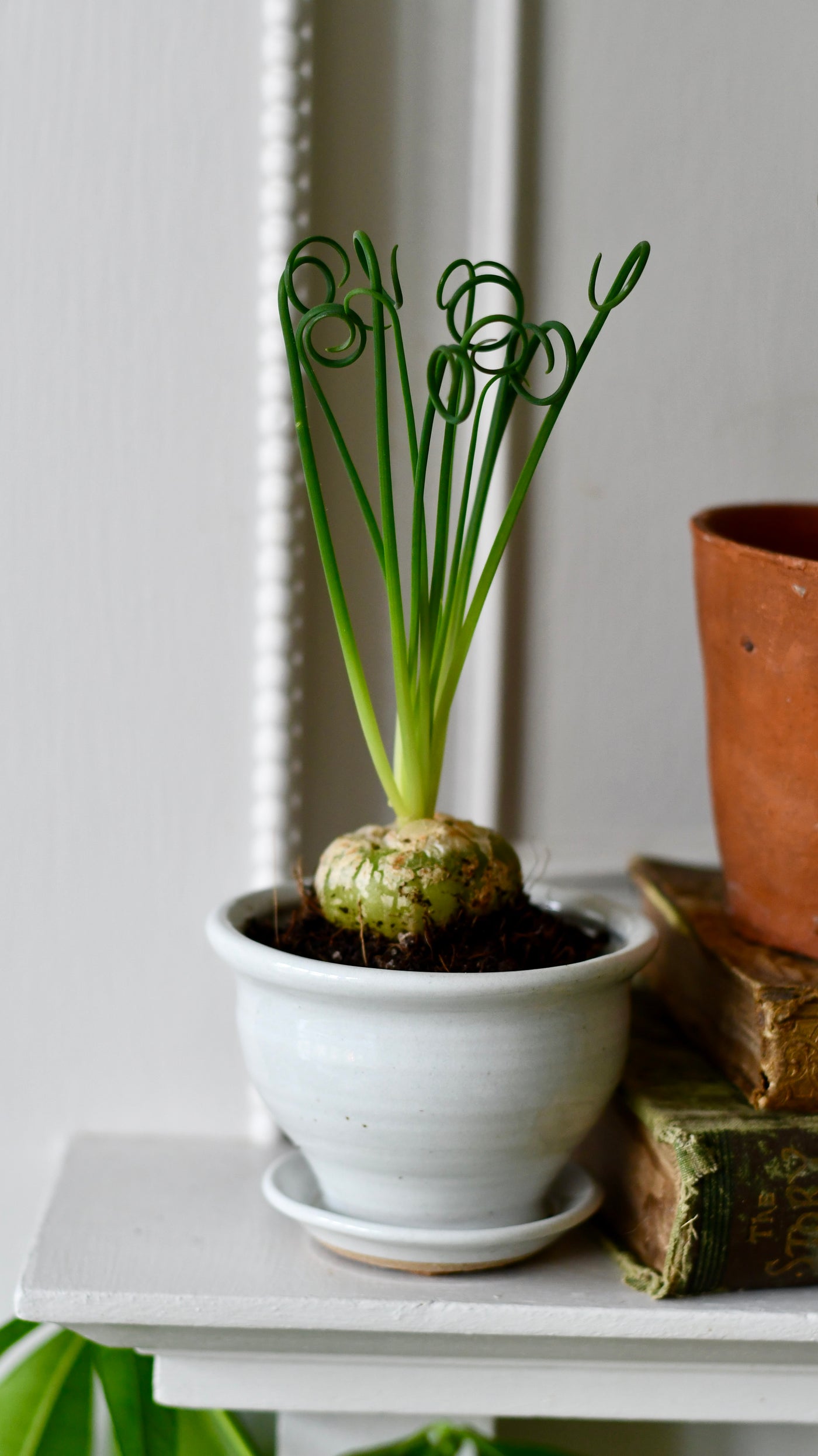 Albuca spiralis (Corkscrew Albuca or Frizzle Sizzle)