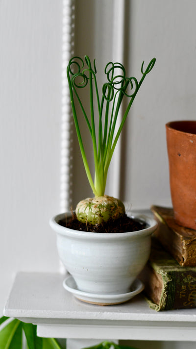 Albuca spiralis (Corkscrew Albuca or Frizzle Sizzle)