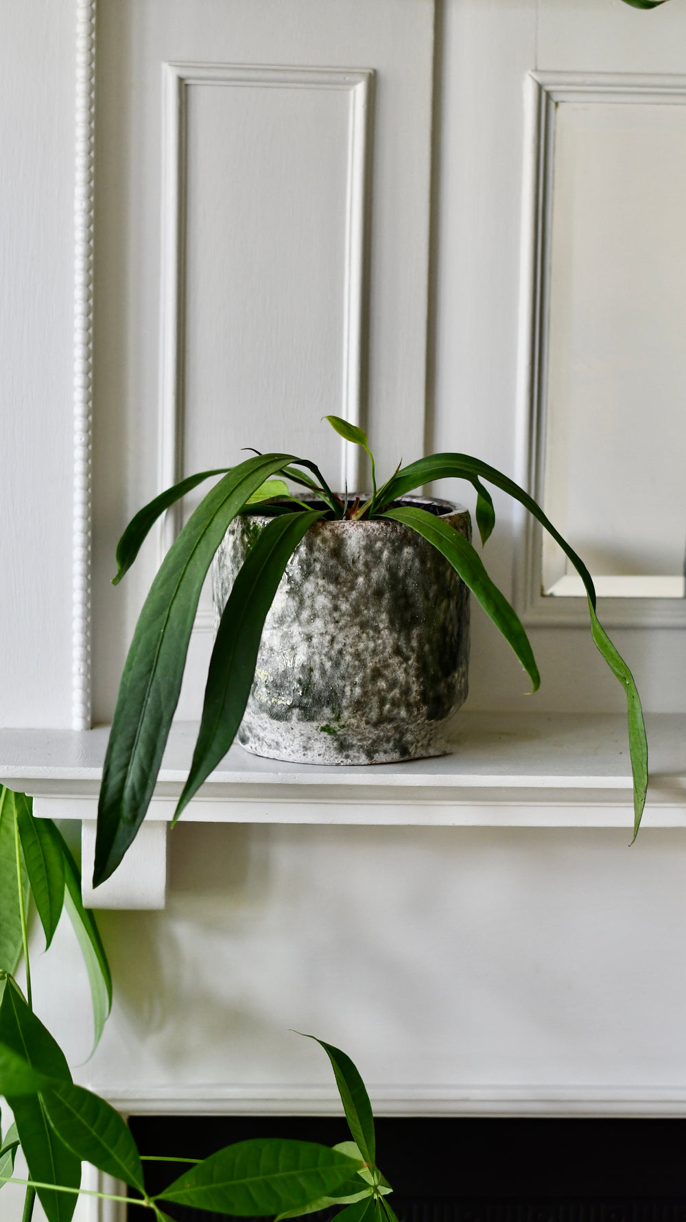 money tree light requirements Braided Pachira Stump Money Tree | Feng Shui Lucky Money Tree main image 0