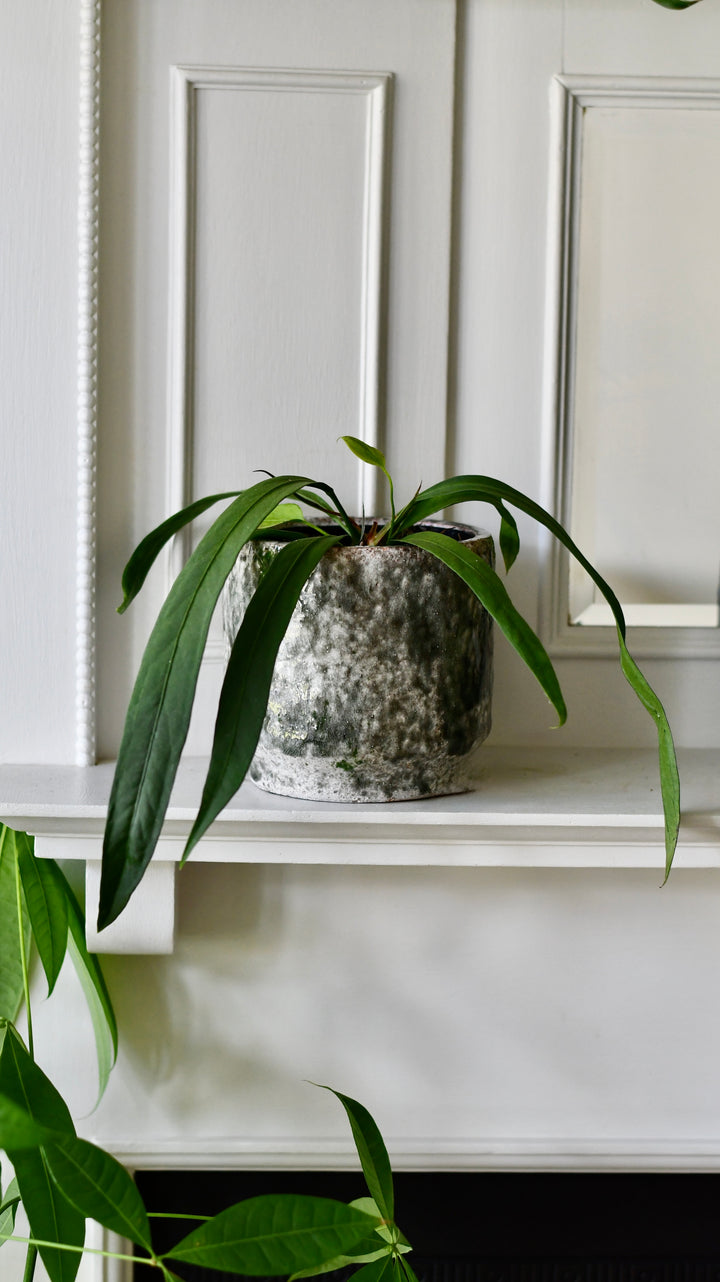 anthurium vittarifolium mature Baby Anthurium Vittarifolium – Happy Houseplants