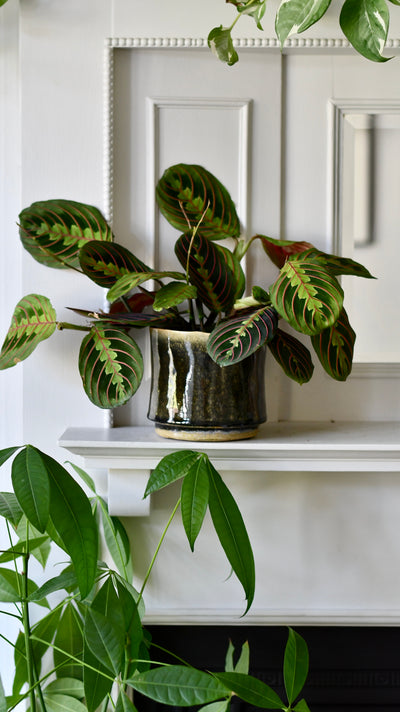 Thicket Glaze D14 H12 Plant Pot