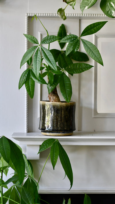 Thicket Glaze D14 H12 Plant Pot