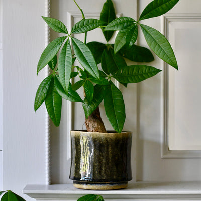 Thicket Glaze D14 H12 Plant Pot