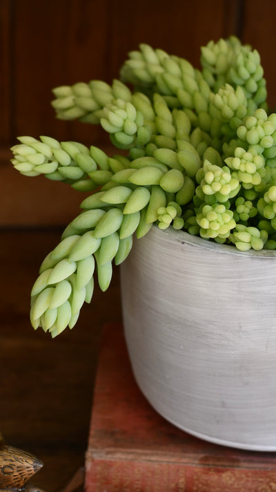 Sedum Burrito (Donkey’s Tail) – Trailing Succulent