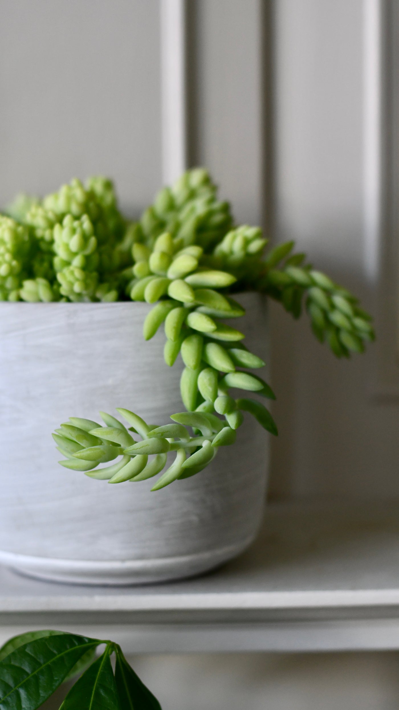 Sedum Burrito (Donkey’s Tail) – Trailing Succulent