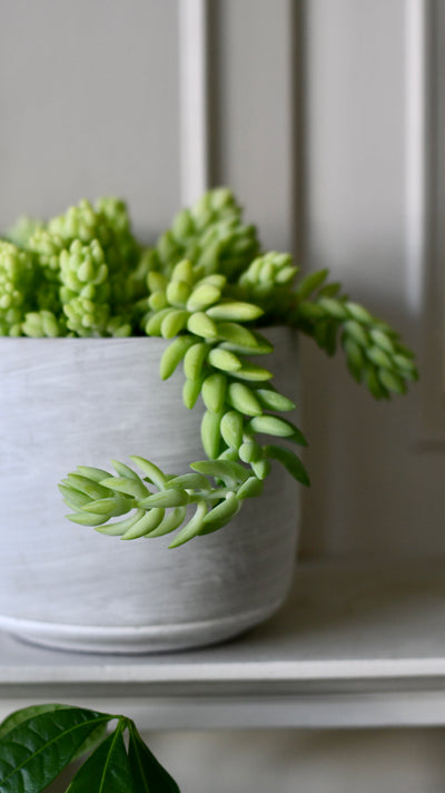 Sedum Burrito (Donkey’s Tail) – Trailing Succulent