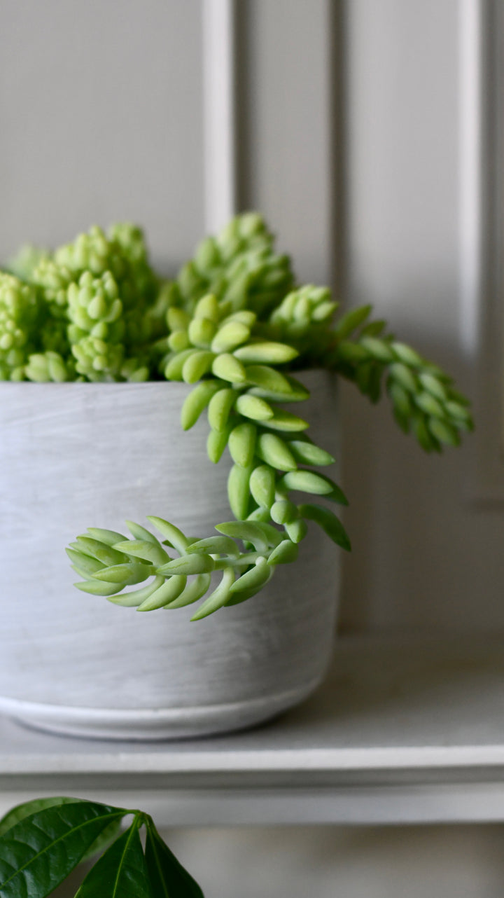 indoor donkey tail plant Sedum Burrito (Donkey's Tail) – Trailing Succulent – Happy Houseplants