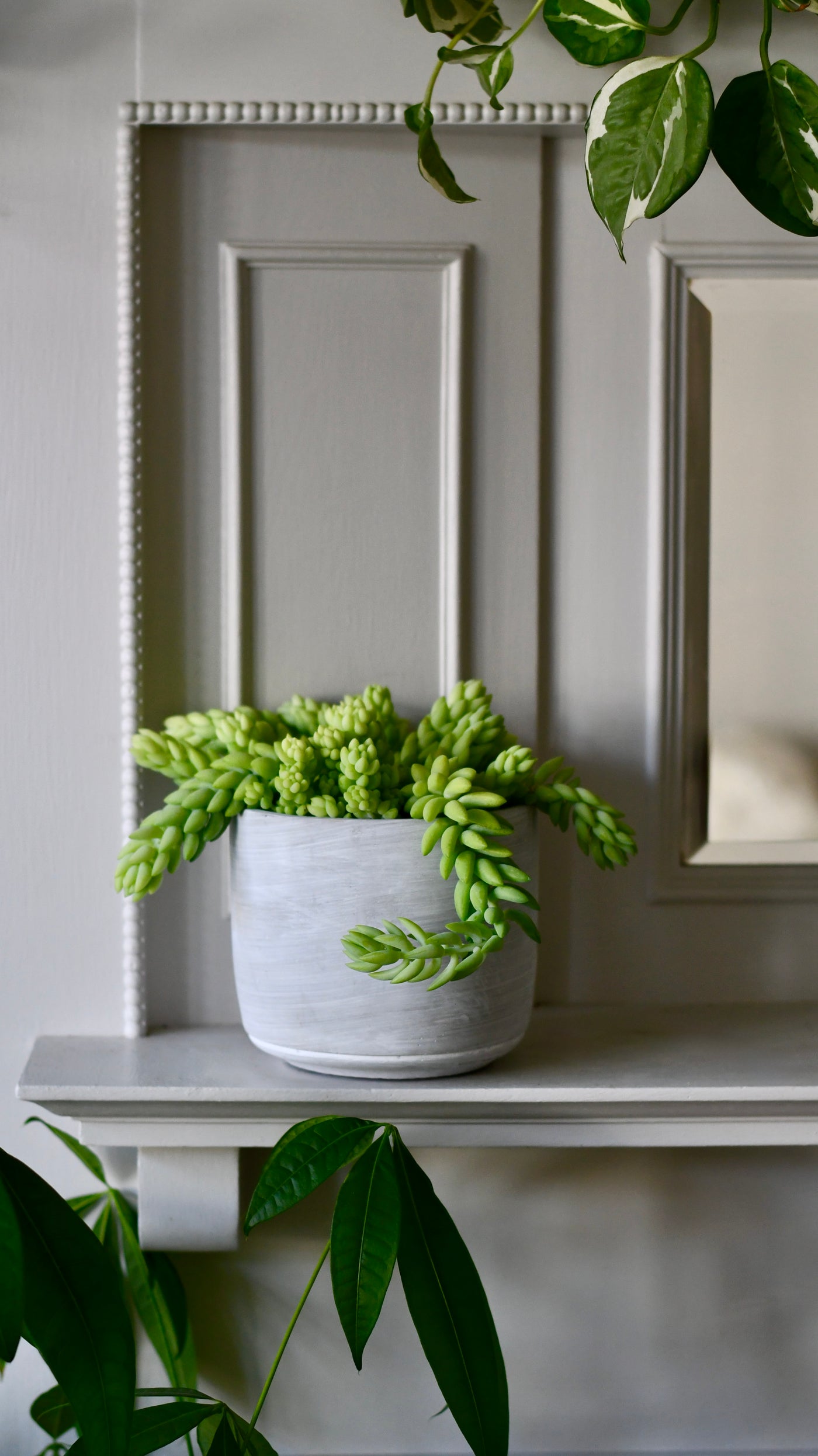 Sedum Burrito (Donkey’s Tail) – Trailing Succulent