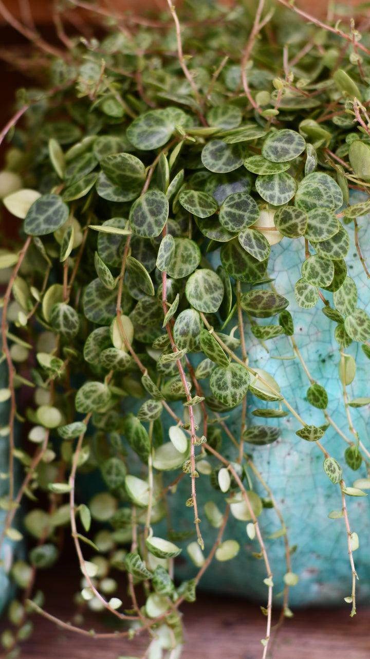 string of turtles hanging plant String of Turtles – Large Size (14cm Pot)