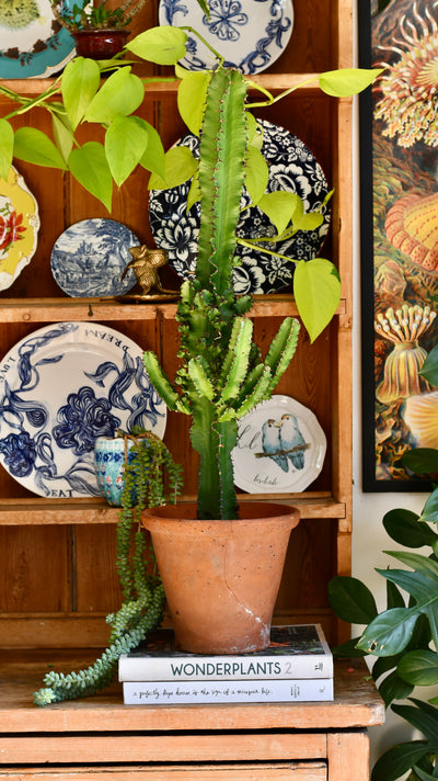 Euphorbia (Cowboy Cactus) – Easy-Care Tall Indoor Plant