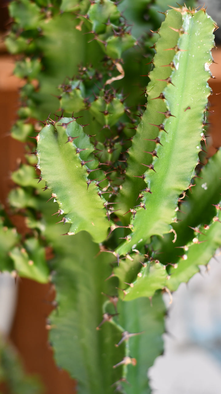 Euphorbia (Cowboy Cactus)  Easy-Care Tall Indoor Plant  Happy Houseplants
