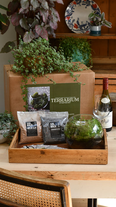 Closed terrarium kit in glass bowl with tropical plants