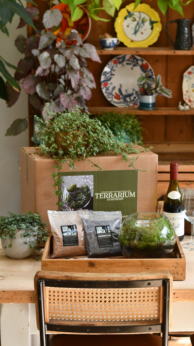 Closed terrarium kit in glass bowl with tropical plants