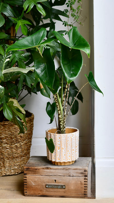 Alocasia Zebrina – A Striking Statement Plant with Bold Striped Stems