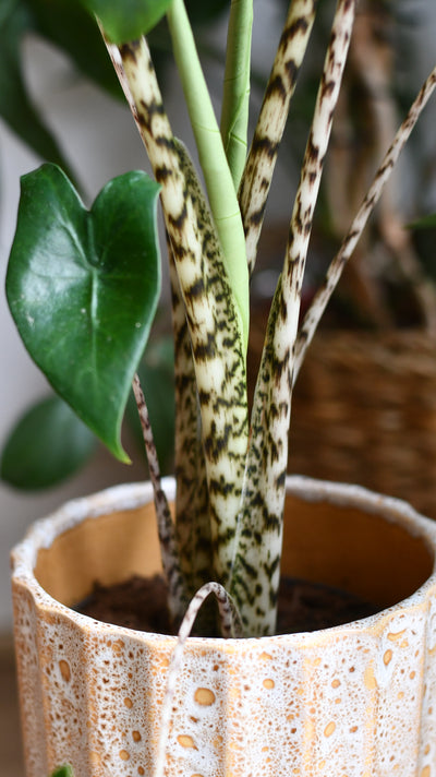 Alocasia Zebrina – A Striking Statement Plant with Bold Striped Stems