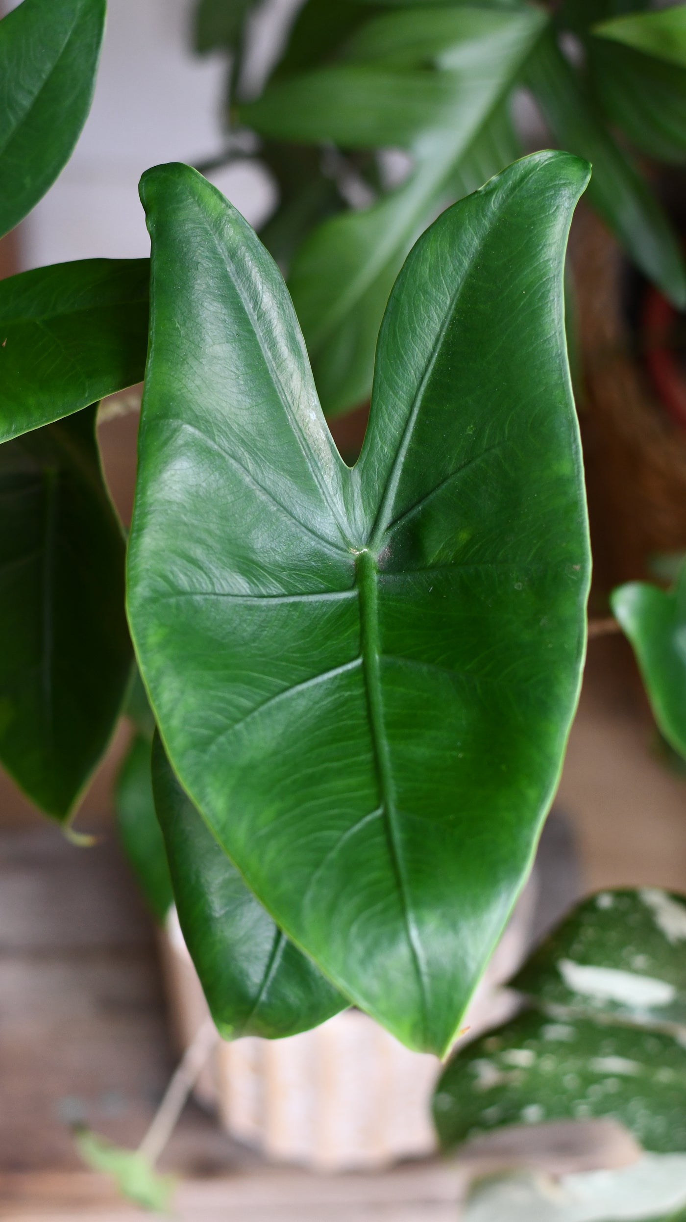 Alocasia Zebrina – A Striking Statement Plant with Bold Striped Stems