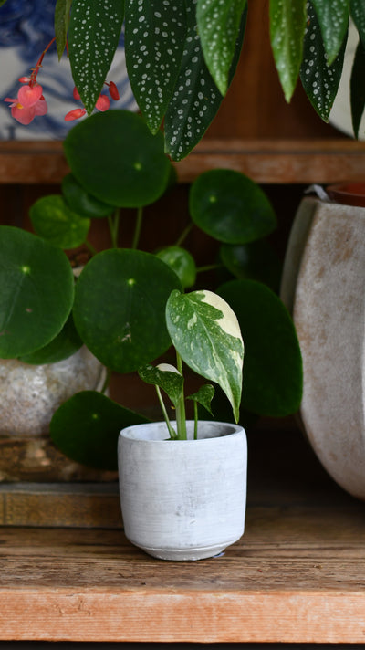 Cement Pot (D8 H8cm)