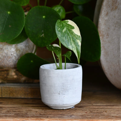 Cement Pot (D8 H8cm)