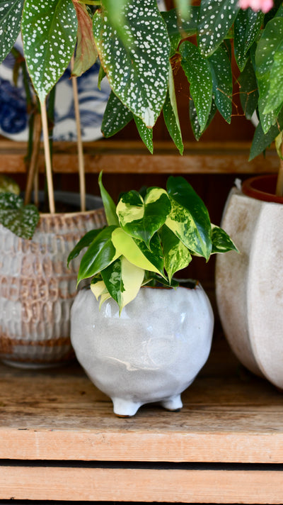 Philodendron Burle Marx Variegata